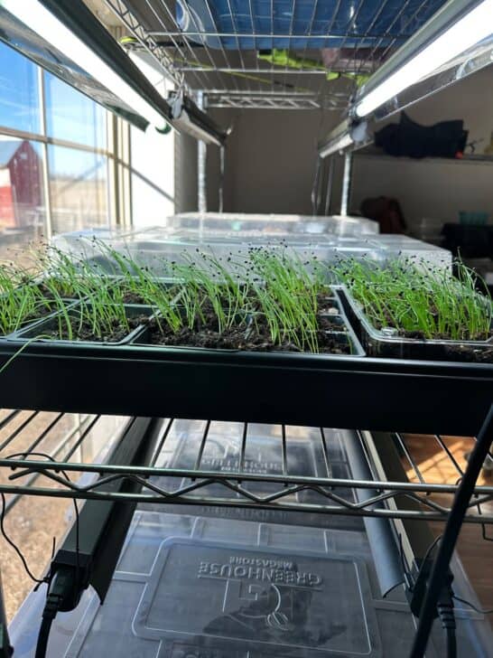 Seedlings under grow lights on a shelf