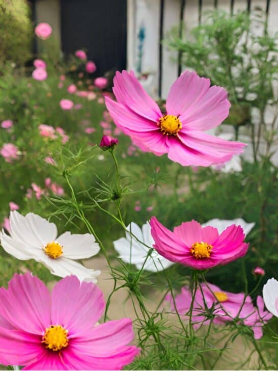 Cosmos in a garden