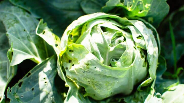Cabbage in a garden