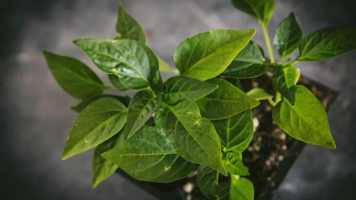 Pepper seedlings 