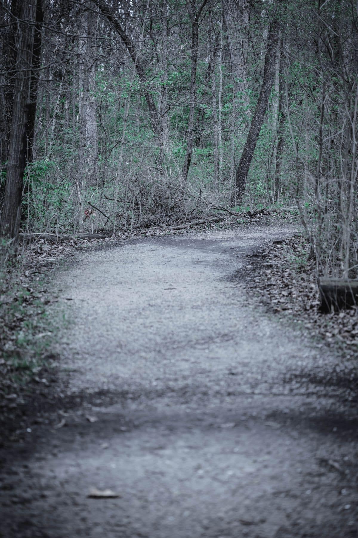 Winding dirt path through a quiet wooded forest with early spring growth