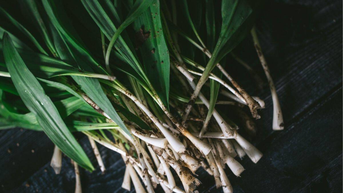 freshly harvested wild ramps with bulbs and green leaves showing whole plant