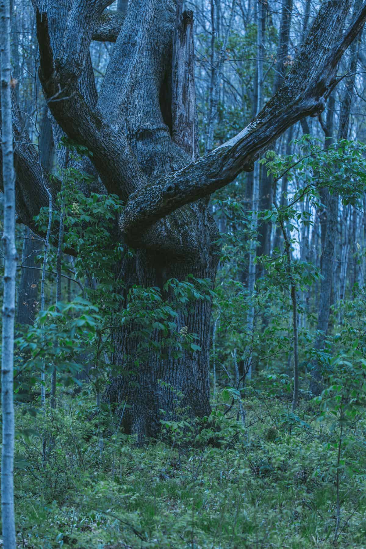Gnarled tree with twisting branches in a dense forest surrounded by green undergrowth