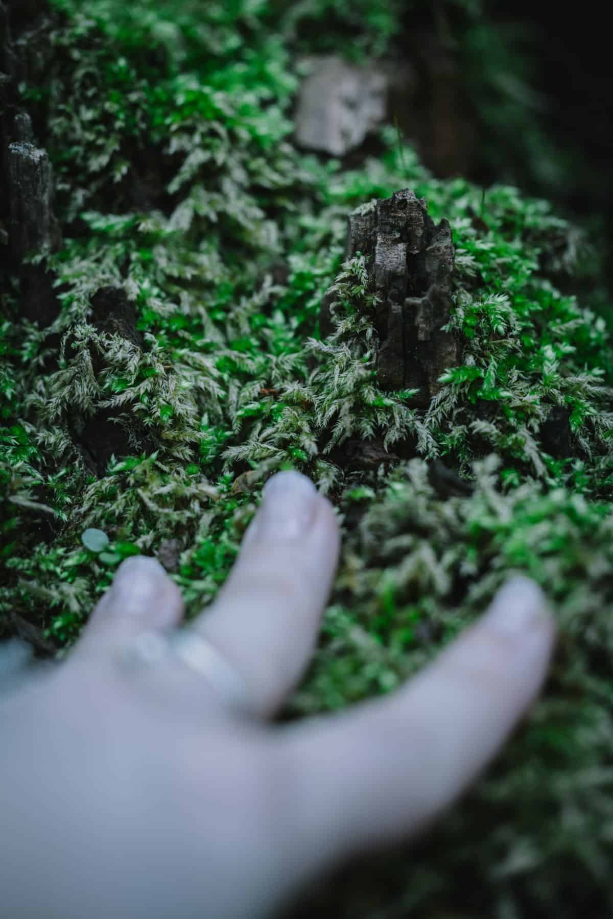 Hand reaching toward moss and small plants on a forest floor