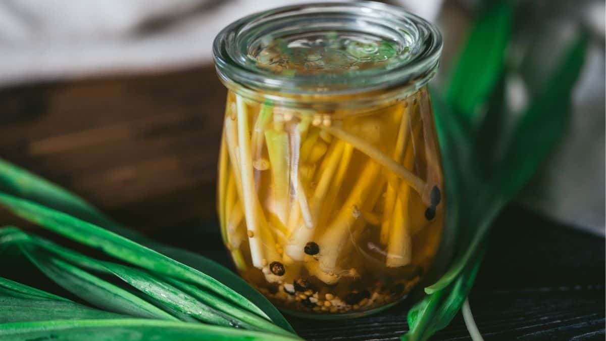 close up of pickled ramps in glass jar with vinegar brine and spices