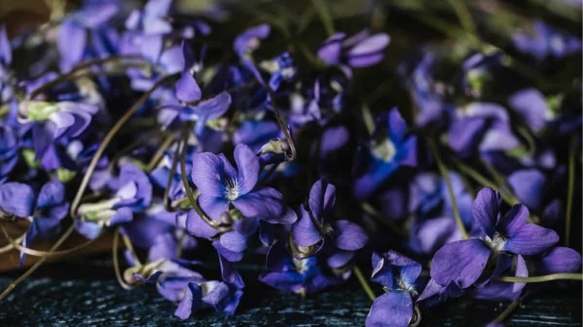 Cluster of purple wild violets resting on a dark surface